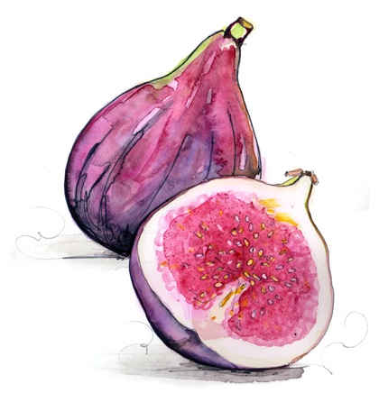 watercolor painting of figs